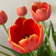 Load image into Gallery viewer, FARM FRESH TULIPS - SINGLE BUNCH (10 STEMS)