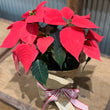 Load image into Gallery viewer, POINSETTIA (GIFT WRAPPPED)