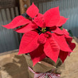 Load image into Gallery viewer, POINSETTIA (GIFT WRAPPPED)