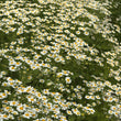 Load image into Gallery viewer, FARMGATE DAISIES (FEVERFEW/MATRICARIA)