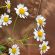 Load image into Gallery viewer, FARMGATE DAISIES (FEVERFEW/MATRICARIA)