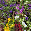 Load image into Gallery viewer, FARM FRESH FREESIAS - DOUBLE BUNCH (20 STEMS)