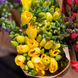 Load image into Gallery viewer, FARM FRESH FREESIAS - DOUBLE BUNCH (20 STEMS)