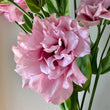 Load image into Gallery viewer, FARM FRESH LISIANTHUS - SINGLE BUNCH
