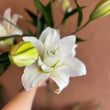 Load image into Gallery viewer, FARMGATE ORIENTAL LOTUS LILY (DOUBLE FLOWERED) LILIES / LILIUM - SINGLE BUNCH (3 STEMS)
