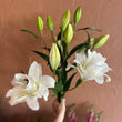Load image into Gallery viewer, FARMGATE ORIENTAL LOTUS LILY (DOUBLE FLOWERED) LILIES / LILIUM - SINGLE BUNCH (3 STEMS)
