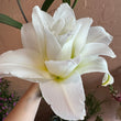 Load image into Gallery viewer, FARMGATE ORIENTAL LOTUS LILY (DOUBLE FLOWERED) LILIES / LILIUM - SINGLE BUNCH (3 STEMS)