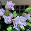 Load image into Gallery viewer, FARMGATE ORIENTAL LOTUS LILY (DOUBLE FLOWERED) LILIES / LILIUM - SINGLE BUNCH (3 STEMS)