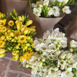 Load image into Gallery viewer, FARM FRESH FREESIAS - DOUBLE BUNCH (20 STEMS)