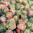 Load image into Gallery viewer, FARM FRESH TULIPS - DOUBLE BUNCH (20 STEMS)