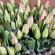 Load image into Gallery viewer, FARM FRESH TULIPS - DOUBLE BUNCH (20 STEMS)