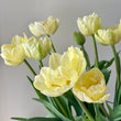 Load image into Gallery viewer, FARM FRESH TULIPS - SINGLE BUNCH (10 STEMS)