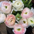 Load image into Gallery viewer, Bouquet of pink ranunculus and white ranunculus with green stems.