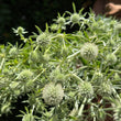 Load image into Gallery viewer, SEA HOLLY WHITE