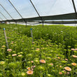 Load image into Gallery viewer, TASMANIAN ASTERS