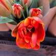 Load image into Gallery viewer, FARM FRESH TULIPS - DOUBLE BUNCH (20 STEMS)