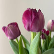 Load image into Gallery viewer, FARM FRESH TULIPS - DOUBLE BUNCH (20 STEMS)