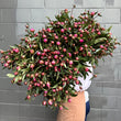 Load image into Gallery viewer, FARM FRESH PEONY ROSES - TRIPLE BUNCH (18 STEMS)