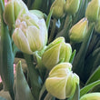 Load image into Gallery viewer, FARM FRESH TULIPS - SINGLE BUNCH (10 STEMS)