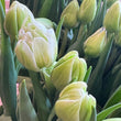 Load image into Gallery viewer, FARM FRESH TULIPS - DOUBLE BUNCH (20 STEMS)