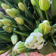 Load image into Gallery viewer, FARM FRESH TULIPS - SINGLE BUNCH (10 STEMS)