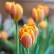 Load image into Gallery viewer, FARM FRESH TULIPS - DOUBLE BUNCH (20 STEMS)