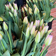 Load image into Gallery viewer, FARM FRESH TULIPS - SINGLE BUNCH (10 STEMS)