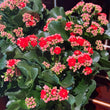 Load image into Gallery viewer, POTTED KALANCHOE (GIFT WRAPPED)