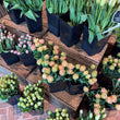 Load and play video in Gallery viewer, FARMGATE FLOWERS DIRECT TASMANIAN TULIPS BRISBANE FLOWER DELIVERY MOTHERS DAY 2025 TULIPS