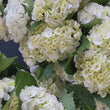 Load and play video in Gallery viewer, FARM FRESH HYDRANGEAS - SINGLE BUNCH (5 STEMS)