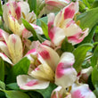 Load image into Gallery viewer, FARM FRESH ALSTROEMERIA - SINGLE BUNCH