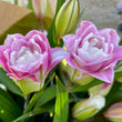 Load image into Gallery viewer, FARMGATE ORIENTAL LOTUS LILY (DOUBLE FLOWERED) LILIES / LILIUM - DOUBLE BUNCH (6 STEMS)