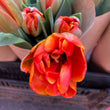 Load image into Gallery viewer, FARM FRESH TULIPS - SINGLE BUNCH (10 STEMS)