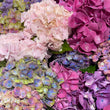 Load image into Gallery viewer, FARM FRESH HYDRANGEAS - SINGLE BUNCH (5 STEMS)