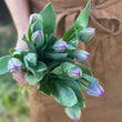 Load image into Gallery viewer, FARM FRESH TULIPS - SINGLE BUNCH (10 STEMS)