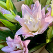 Load image into Gallery viewer, FARMGATE ORIENTAL LOTUS LILY (DOUBLE FLOWERED) LILIES / LILIUM - DOUBLE BUNCH (6 STEMS)