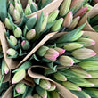 Load image into Gallery viewer, FARM FRESH TULIPS - DOUBLE BUNCH (20 STEMS)