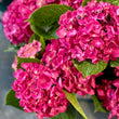 Load image into Gallery viewer, FARM FRESH HYDRANGEAS - SINGLE BUNCH (5 STEMS)