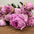 Load image into Gallery viewer, FARM FRESH PEONY ROSES - SINGLE BUNCH (6 STEMS)