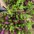 Load image into Gallery viewer, FARM FRESH FREESIAS - SINGLE BUNCH (10 STEMS)