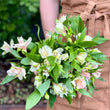 Load image into Gallery viewer, FARM FRESH ALSTROEMERIA - SINGLE BUNCH