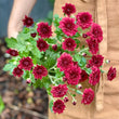 Load image into Gallery viewer, FARM FRESH CHRYSANTHEMUMS - SINGLE BUNCH