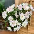 Load image into Gallery viewer, FARM FRESH CHRYSANTHEMUMS - SINGLE BUNCH