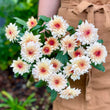 Load image into Gallery viewer, FARM FRESH CHRYSANTHEMUMS - SINGLE BUNCH