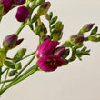 Load image into Gallery viewer, FARM FRESH FREESIAS - DOUBLE BUNCH (20 STEMS)
