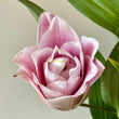 Load image into Gallery viewer, FARMGATE ORIENTAL LOTUS LILY (DOUBLE FLOWERED) LILIES / LILIUM - DOUBLE BUNCH (6 STEMS)