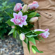 Load image into Gallery viewer, FARMGATE ORIENTAL LOTUS LILY (DOUBLE FLOWERED) LILIES / LILIUM - SINGLE BUNCH (3 STEMS)