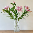 Load image into Gallery viewer, FARMGATE ORIENTAL LOTUS LILY (DOUBLE FLOWERED) LILIES / LILIUM - SINGLE BUNCH (3 STEMS)