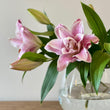 Load image into Gallery viewer, FARMGATE ORIENTAL LOTUS LILY (DOUBLE FLOWERED) LILIES / LILIUM - SINGLE BUNCH (3 STEMS)