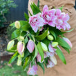 Load image into Gallery viewer, FARMGATE ORIENTAL LOTUS LILY (DOUBLE FLOWERED) LILIES / LILIUM - TRIPLE BUNCH (9 STEMS)